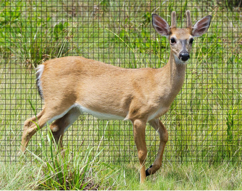 3/4'' Mesh Size Insect Mesh Netting Anti Bird Net Tough Deer Fence 2 Meter Width