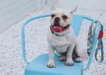 1 Inch Banana Print Lanyard Dog Collar