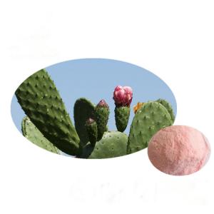 Wholesale Natural Cactus Dried Prickly Pear Fruit Powder Prickly Pear Fruit Red Powder / Cactus Fruit Powder from china suppliers