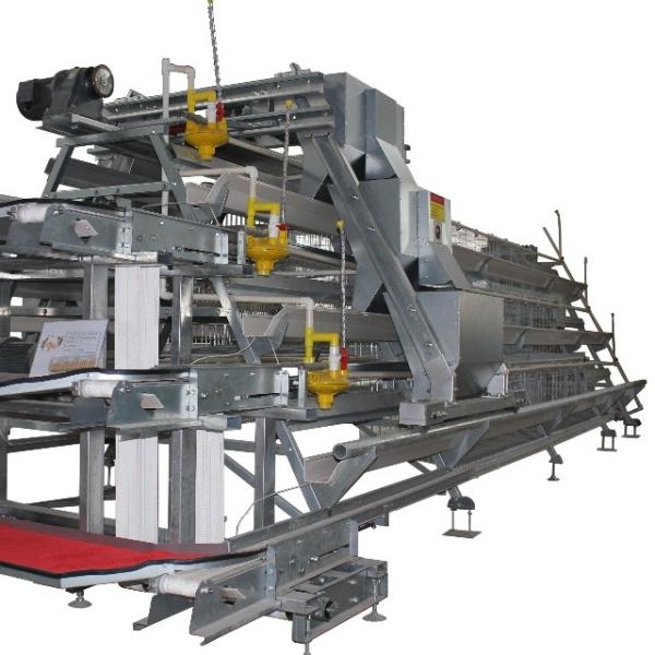Automatic Chicken Cages Egg Layer Battery Cage Farming Equipment Egg Collection