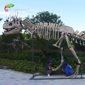 Wholesale length 15m Museum Quality Dinosaur Replicas T Rex Skull water repellent from china suppliers