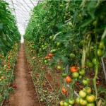 Juxiang Multi-Span Humidity Control Greenhouse for Peppers Film Greenhouse