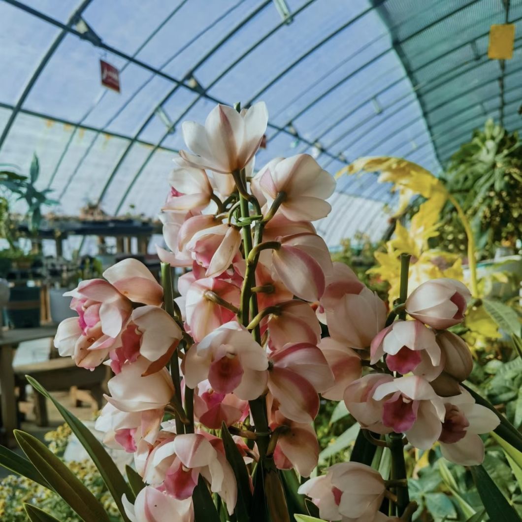 Sunlight Greenhouse Flower Planting Drip Irrigation