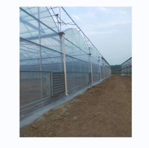 Wholesale Shine Tech Multi Span Plastic Film Greenhouse For Tomato And Strawberry Cultivation from china suppliers