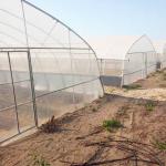 Plastic Covering Polyethylene Film Greenhouse / Single Span Tunnel Flower Power