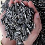 Amazon hot Sell high-quality sunflower seed raw materials that meet Egypt's