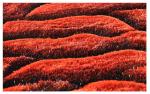 3D Flower Polyester Silk Shaggy Carpet And Rug Floor Area Rug Rose Rug flower