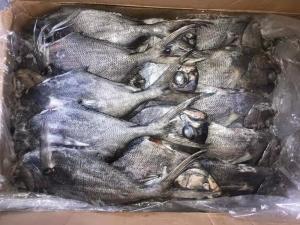 Wholesale 1kg Up Whole Round Black Pomfret Fish Fresh Frozen Seafood from china suppliers