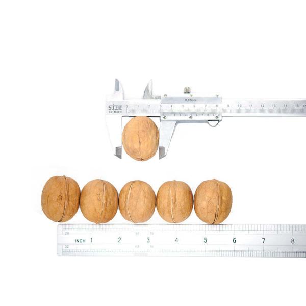 Xinjiang organic walnuts that meet international import standards are sold