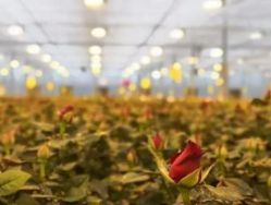 Container Farming Lighting System for Greenhouses