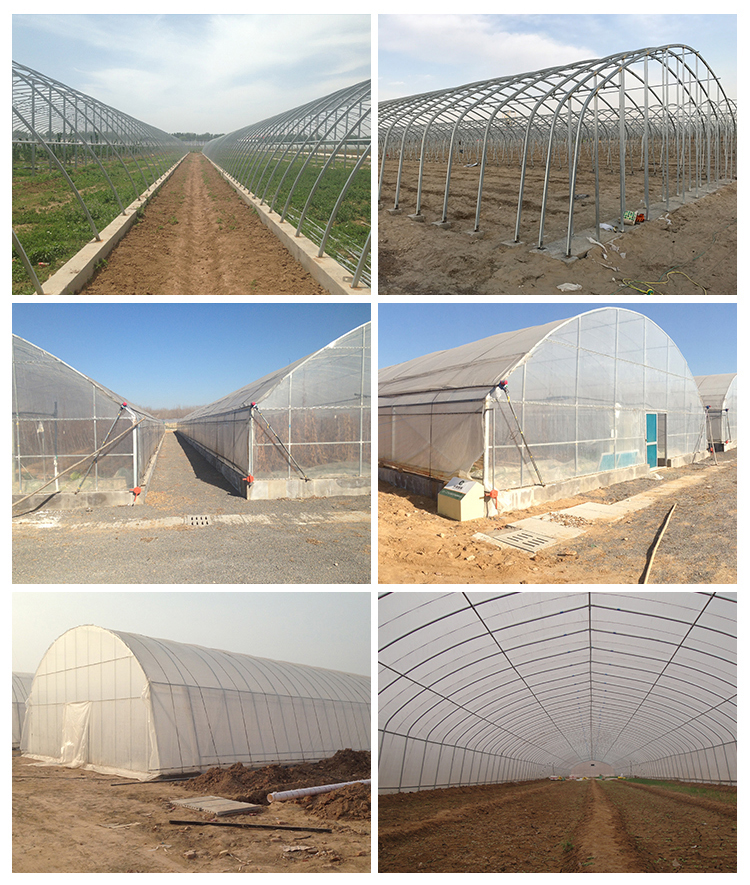 Backyard Tomato Plant Growth High Tunnel Greenhouse Frame with Film Cover Material