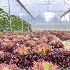 Wholesale US Cocopeat Soil for Vegetable Growing in Commercial Greenhouse Sustainable Farming from china suppliers