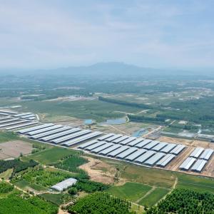 Wholesale Modern Light Steel Frame Cattle Shed with Galvanized Steel Structure from china suppliers