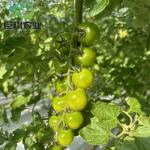 Juxiang Hydroponic Greenhouse Film Thinckness 120/150/180/200micron Eaves Height