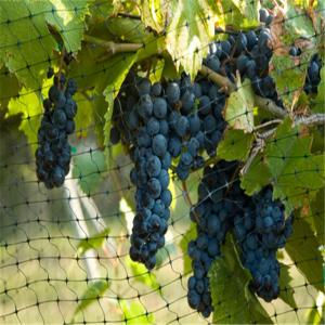 Wholesale Agricultural Anti Bird Polyethylene Bird Netting Tear Resistant Protection Available from china suppliers