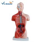 Eco - Friendly 26cm Human Body Torso Model 15 Parts Toy Model