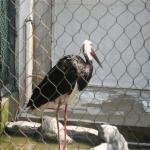 Stainless Steel X-tend 304 316 Cable Rope Mesh Decorate Zoo Aviary Rope Fence