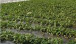Silver Black Agriculture Film Plastic Strawberry Blueberry PE Protective