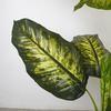 Artificial Golden Dieffenbachia Plant 43 Inch Tall Fake Tropical Lifelike Tree