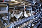 Steel Automatic H Type Battery Cage For Chicken / Bird Poultry Farming