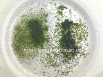 Texture Powder Ulva Lactuca Seaweed Sustainably Harvested Sprinkling Umami