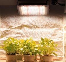 Container Farming Lighting System for Greenhouses