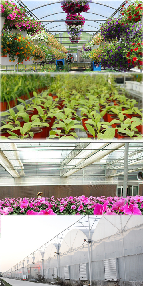 Vegetables Planting Single-Arch Design Greenhouse From USA/Canada