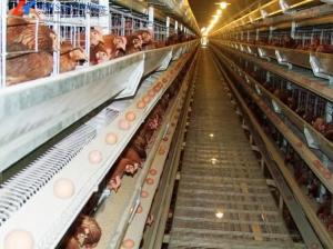 Wholesale 5 Tiers 6 Tiers Poultry Layer Cage H Type Animal Feeding Chicken Metal Cage from china suppliers