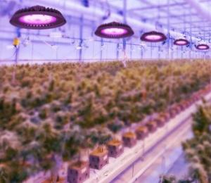 Wholesale Topsung 100watt commercial dimmable veg flower led grow light full spectrum led grow lights from china suppliers