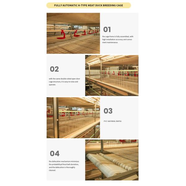 High Quality H Type Automatic Battery Chicken Cage for Broiler Farming