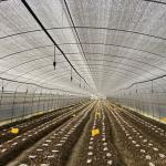 Side Ventilation Plastic Film Low Tunnel Greenhouse Single Span For Mushroom