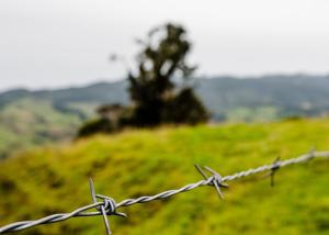 Wholesale Garden Anti-Theft Single Strand Hot Dipped Galvanized Barbed Wire Price Per Roll from china suppliers