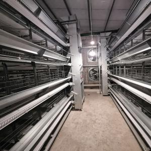 Wholesale 380V Broiler Automatic Feeder , 500KGS Hot Dip Galvanized Chicken Cage Equipment from china suppliers