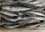 Decapterus Muroaji 76g 77g Round Scad Frozen Fishing Bait