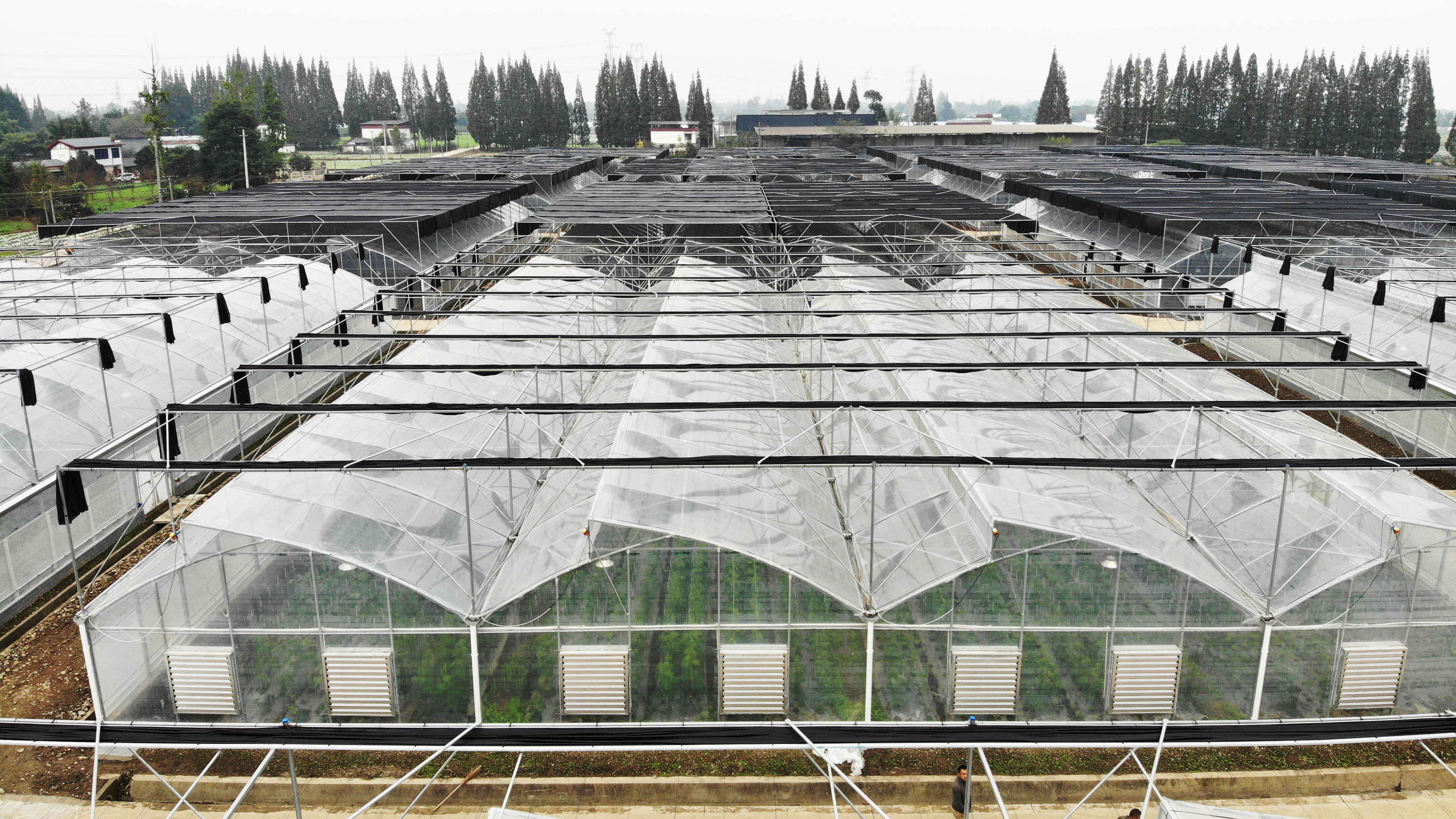 Poly Tunnel Plastic Film 200 Micron Multi-span Customized Agricultural Greenhouse