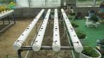 ECO Friendly Auto Soilless Hydroponic System For Leafy Vegetables