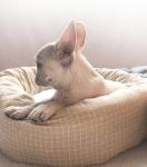 Indoor Luxury Round Faux Fur Washable Puppy Mattress For Medium Small Dogs Self