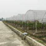 Rain Shelter Tunnel Plastic Greenhouse 80mic 100 Micron 200micron