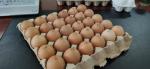 Pulp Molding Small 200KW Automatic Egg Tray Machine For Home Business