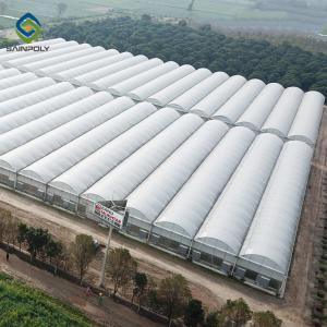 Wholesale 10m × 12m Heavy Duty Single Tunnel Greenhouse Plastic Tomato Greenhouse from china suppliers