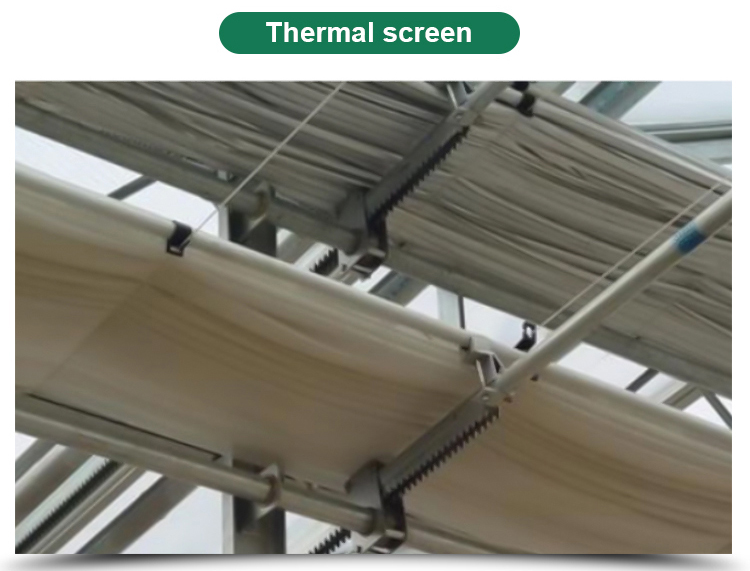 PC Greenhouse for Multi-Span Agricultural Greenhouses Section 8.0m Strong Structure