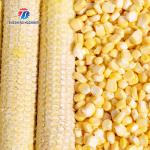 220V/380V Electric fresh corn thresher manufacturers for direct after-sales to