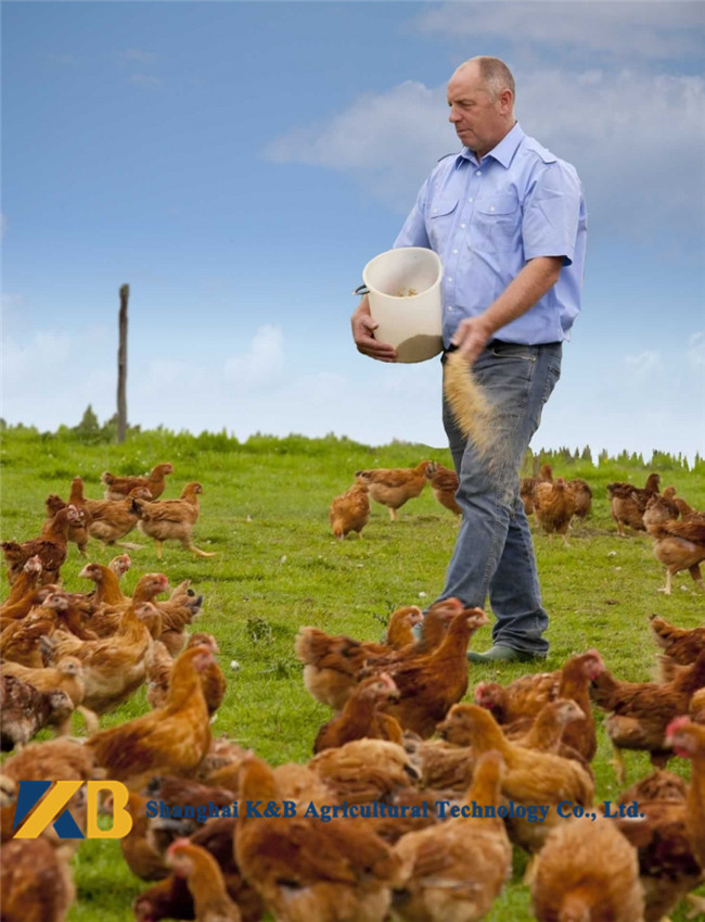 Feedstuff Corn Gluten Protein Powder Make Animals More Healthy And Stronger