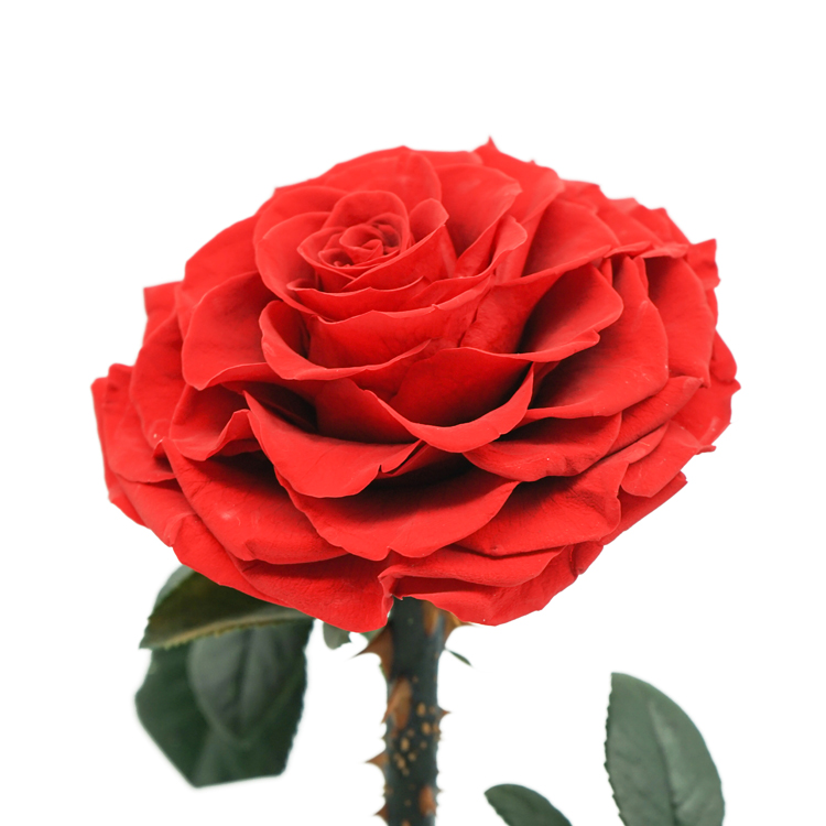 Fashion Dried Long Stem Rose Flower In Glass With Beautiful Appearance