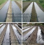 perforated ground film, Vapor Barrier film, Greenhouse film, Agricultural Panda