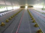 Painted Steel Structure Poultry House