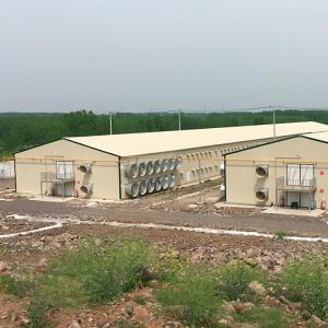 Wholesale Prefabricated Chicken Houses Customized Steel Poultry Shed Weather Resistance from china suppliers