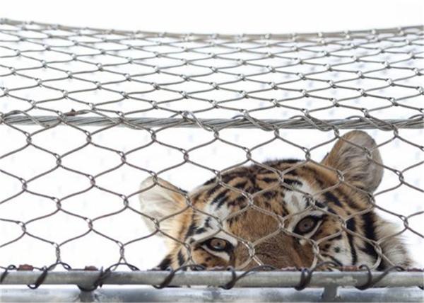 Outdoor SS304 Stainless Steel Aviary Mesh 7x7 Webnet High Temperature Resistance