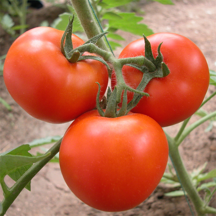 Tomato Plant Growth Tunnel Plastic Greenhouse Film Covering UV Treated