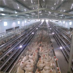 Wholesale Automatic Chicken Layer Cage 4 5 Tiers HDG H Frame Egg from china suppliers
